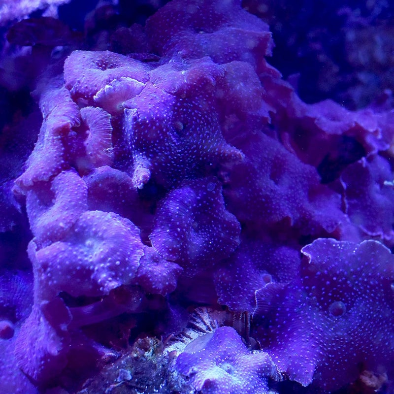 Seachem Reef Advantage Calcium 250gram - Image 2