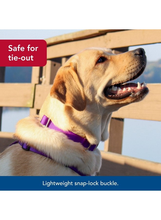 Coastal Pet Adjustable Dog Collar with Metal Buckle - Fade-Resistant Dog Collar Perfect for Walking & Tie Outs - Comfortable Collar with Snap Lock - Purple - 3/4" x 14" - 20" - Image 4
