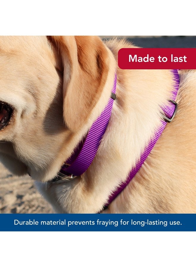 Coastal Pet Adjustable Dog Collar with Metal Buckle - Fade-Resistant Dog Collar Perfect for Walking & Tie Outs - Comfortable Collar with Snap Lock - Purple - 3/4" x 14" - 20" - Image 3
