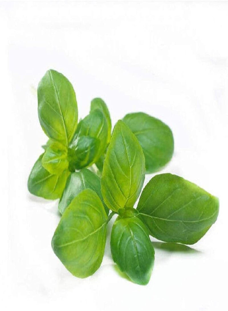 GGOOT 100Stück Basilikumsamen EIN Starkes und attraktives Aroma Kräutersamen Werden drinnen und draußen angebaut um die Luft zu reinigen und den Innenhof zu dekorieren - Image 2