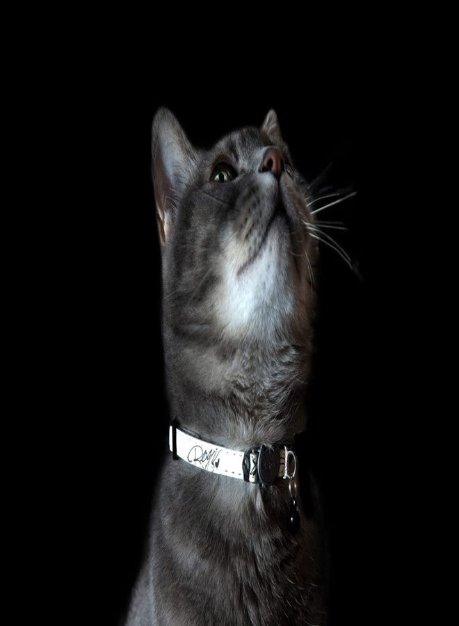 Rogz Glow in the Dark Reflective Cat Collar with Breakaway Clip and Removable Bell, fully adjustable to fit most breeds, Blue Floral Cat Design - Image 2