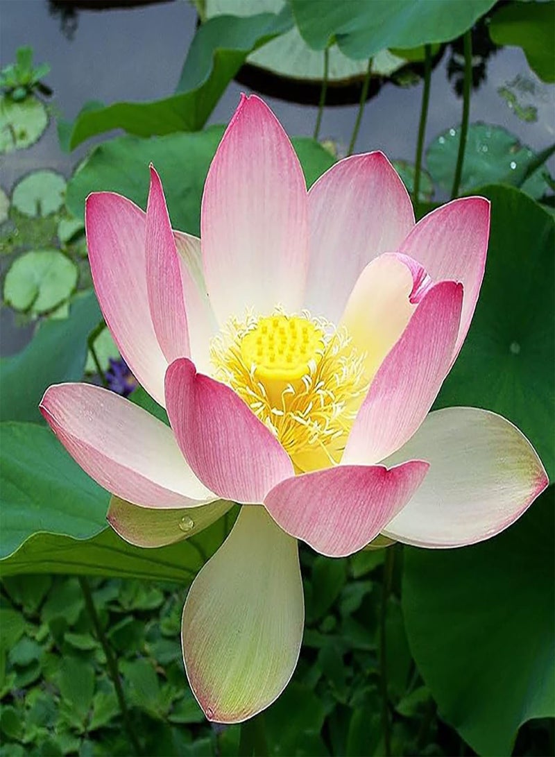 GGOOT Lotus Seeds, Lotus Seeds, Seasonal Sowing, Lotus Seeds, hydroponic Mini Non Bowl Lotus Seeds, Water Lilies (100 Seeds)  - Image 4