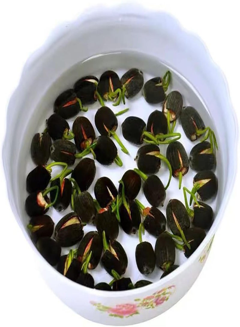 GGOOT Lotus Seeds, Lotus Seeds, Seasonal Sowing, Lotus Seeds, hydroponic Mini Non Bowl Lotus Seeds, Water Lilies (100 Seeds)  - Image 2