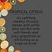 Citrus Magic On The Go Odor Eliminating Air Freshener Spray for Auto Tropical Citrus 8Ounce Pack of 2 - Image 3