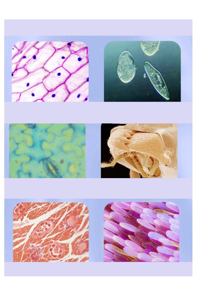 العقاب الشرقي مجهر أحادي العينية فائق الدقة بتكبير 30،000× للأطفال والطلاب | عدسة عالية الوضوح، هيكل معدني، بطارية تدوم 8 ساعات مع شحن USB-C — لتعلم STEM والاستكشاف الميداني - Image 3