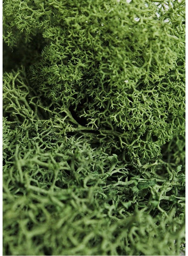 SuperMoss (21757) طحلب الرنّة المحفوظ، غابة، 8 أونصات (200 بوصة مكعبة) - Image 4