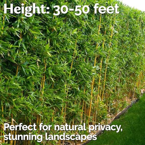 VISTATU 300+ PCS Green Bamboo Seeds for Planting Exotic Bamboo Seed Fast Growing Giant Bamboos Privacy Screen - Image 2