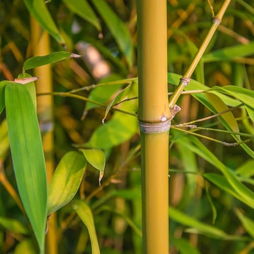 VISTATU 300+ PCS Green Bamboo Seeds for Planting Exotic Bamboo Seed Fast Growing Giant Bamboos Privacy Screen - Image 3