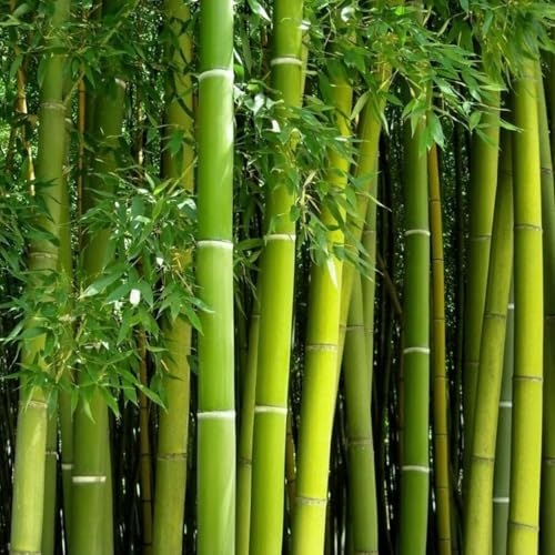VISTATU 300+ PCS Green Bamboo Seeds for Planting Exotic Bamboo Seed Fast Growing Giant Bamboos Privacy Screen - Image 1