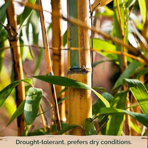 VISTATU 300+ PCS Green Bamboo Seeds for Planting Exotic Bamboo Seed Fast Growing Giant Bamboos Privacy Screen - Image 4