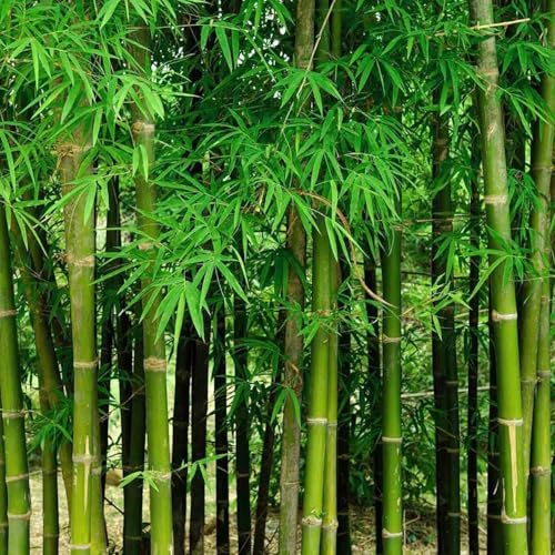 VISTATU 300+ PCS Green Bamboo Seeds for Planting Exotic Bamboo Seed Fast Growing Giant Bamboos Privacy Screen - Image 5
