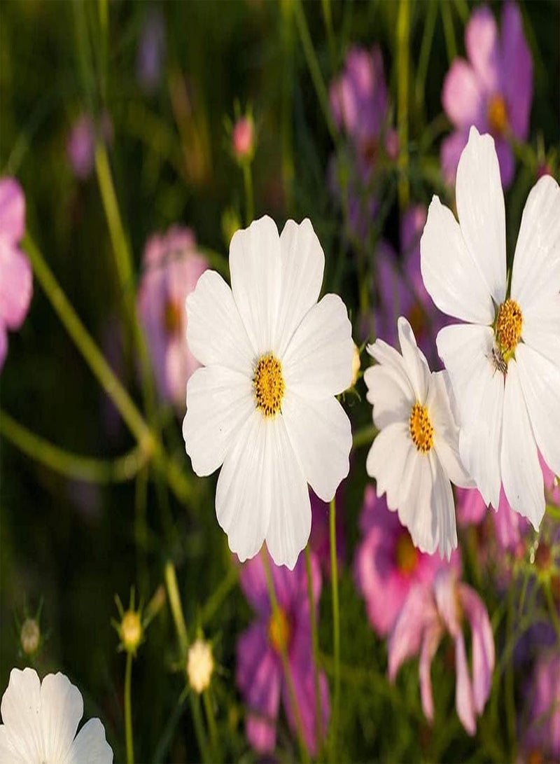 GGOOT 100pcs White Elegant and Romantic Cosmos Seeds Suitable for Arranging Flower Border Lawn Edge Become Charming Scenery in Home - Image 4