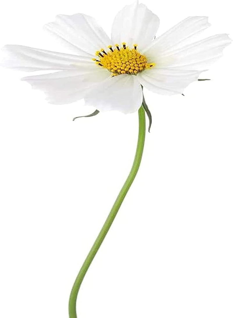 GGOOT 100pcs White Elegant and Romantic Cosmos Seeds Suitable for Arranging Flower Border Lawn Edge Become Charming Scenery in Home - Image 2