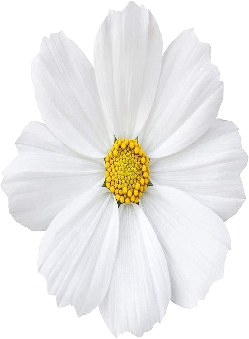 GGOOT 100pcs White Elegant and Romantic Cosmos Seeds Suitable for Arranging Flower Border Lawn Edge Become Charming Scenery in Home - Image 3