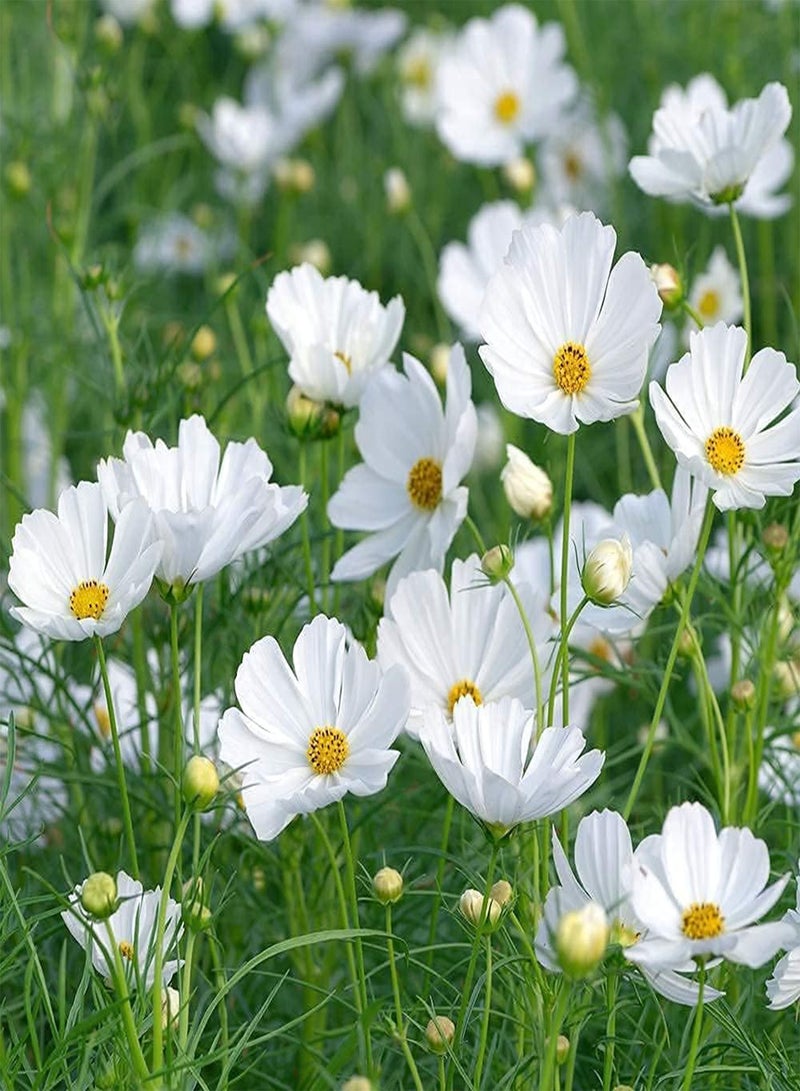 GGOOT 100pcs White Elegant and Romantic Cosmos Seeds Suitable for Arranging Flower Border Lawn Edge Become Charming Scenery in Home - Image 1