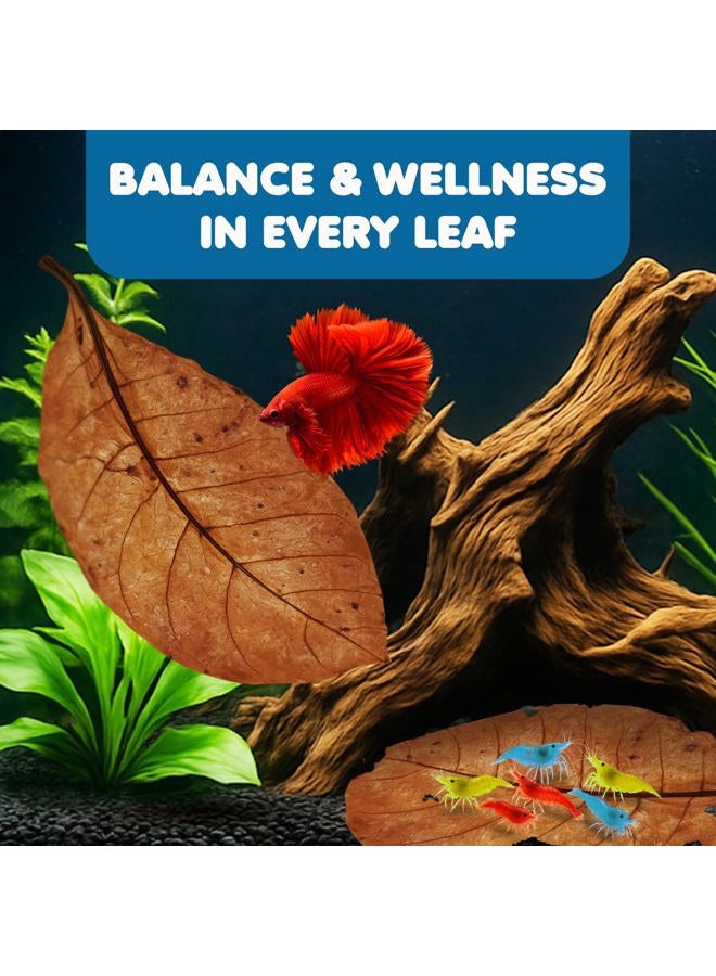 SunGrow Catappa Indian Almond Leaves, 7-8 Inches,10 Catappa Leaves for Betta Fish, Aquarium Water Conditioner, Tank Decoration, Freshwater Tank Accessories, Betta Fish Care, Aquatic Leaf Litter - Image 3