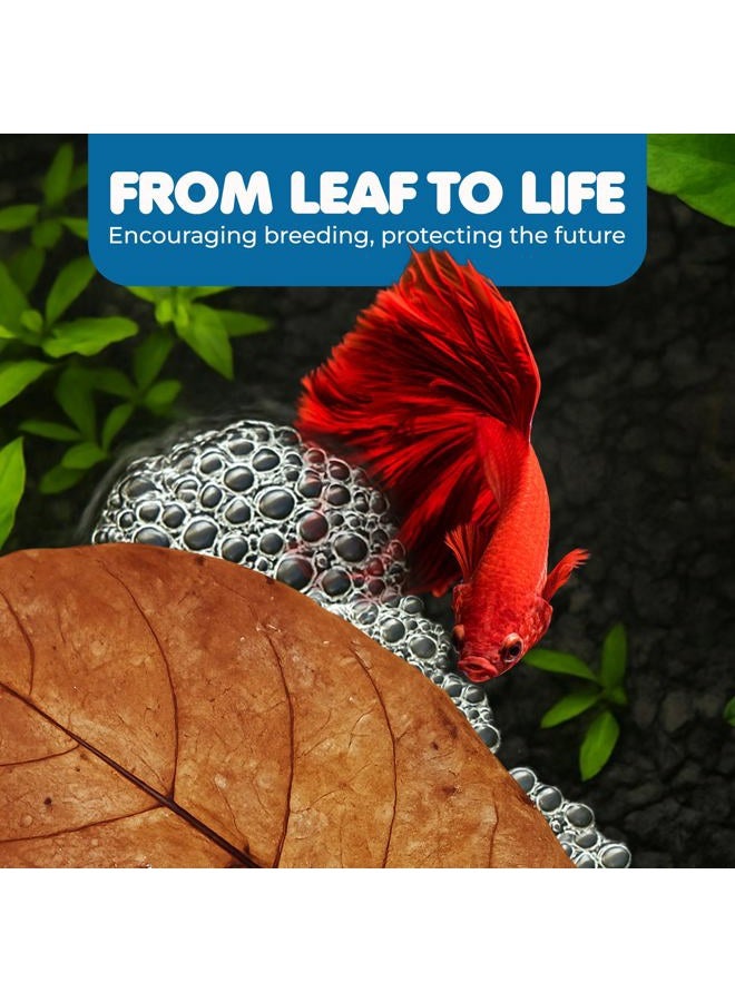 SunGrow Catappa Indian Almond Leaves, 7-8 Inches,10 Catappa Leaves for Betta Fish, Aquarium Water Conditioner, Tank Decoration, Freshwater Tank Accessories, Betta Fish Care, Aquatic Leaf Litter - Image 4