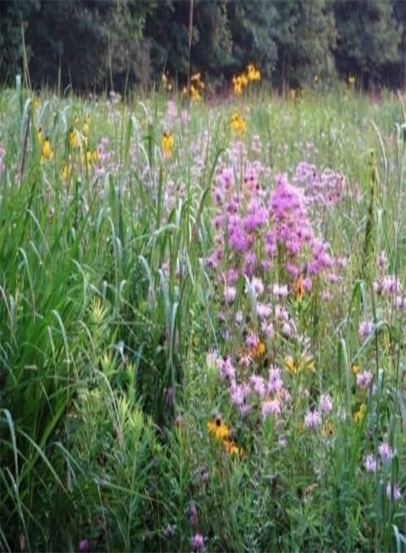 GGOOT 1 Oz Seeds Shortgrass Native Grass,Seed Mix,Medow,Perfect Pollinator Mix or Grass covercrop - Image 2