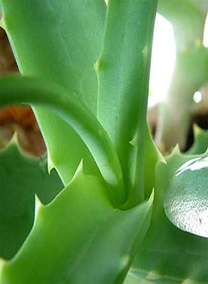 GGOOT 100Pcs Aloe Seeds Garden Vegetables Fruit Edible Beauty Cosmetic Bonsai Plants Seeds  - Image 5