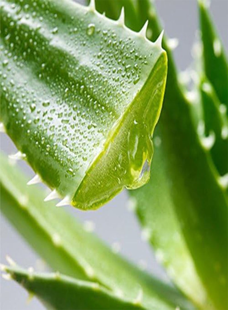 GGOOT 100Pcs Aloe Seeds Garden Vegetables Fruit Edible Beauty Cosmetic Bonsai Plants Seeds  - Image 1