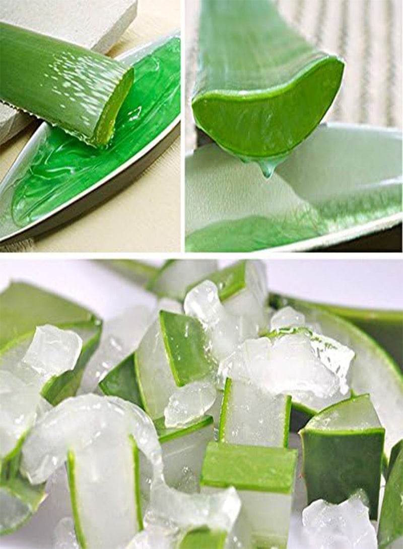 GGOOT 100Pcs Aloe Seeds Garden Vegetables Fruit Edible Beauty Cosmetic Bonsai Plants Seeds  - Image 2