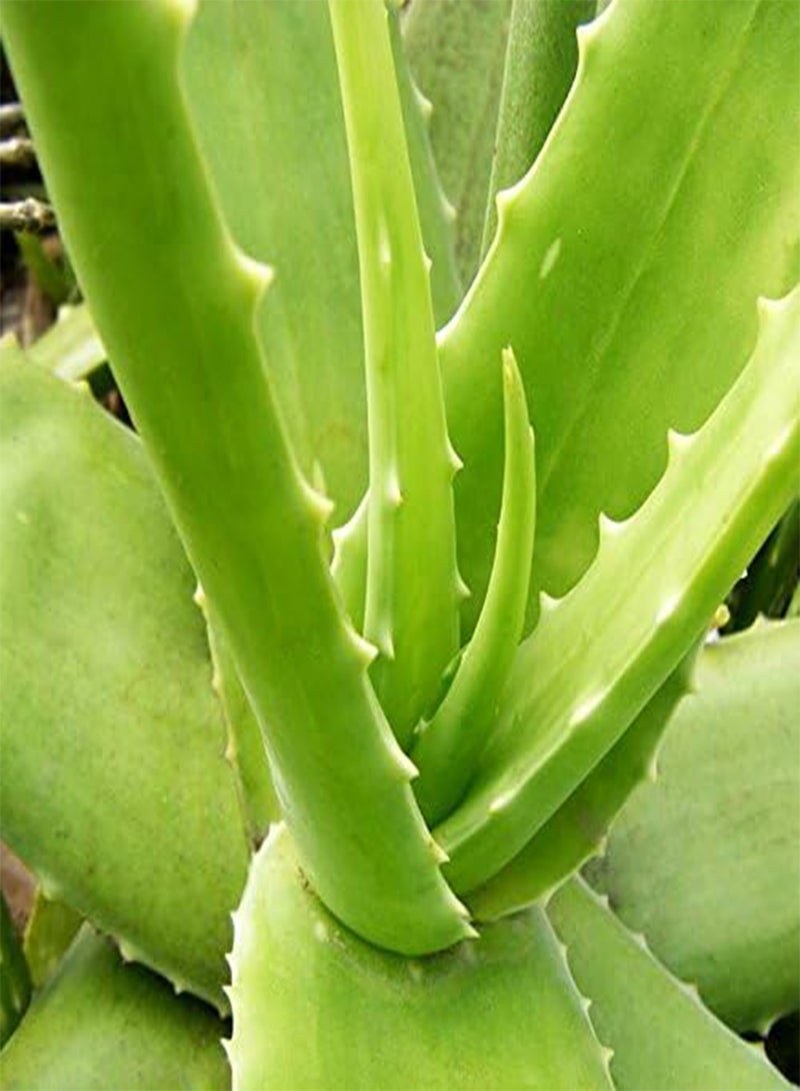 GGOOT 100Pcs Aloe Seeds Garden Vegetables Fruit Edible Beauty Cosmetic Bonsai Plants Seeds  - Image 4