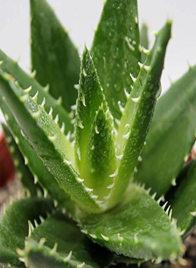 GGOOT 100Pcs Aloe Seeds Garden Vegetables Fruit Edible Beauty Cosmetic Bonsai Plants Seeds  - Image 3