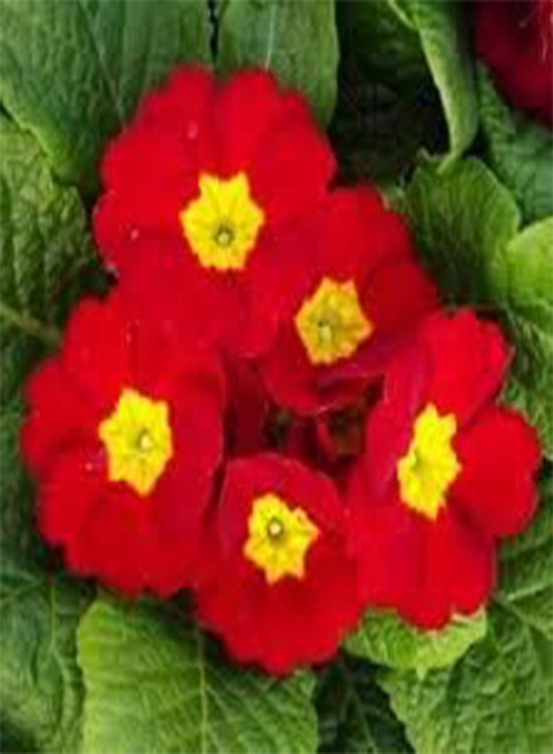 GGOOT seeds Fresh 100pcs Primula Flower Seeds for Planting Red