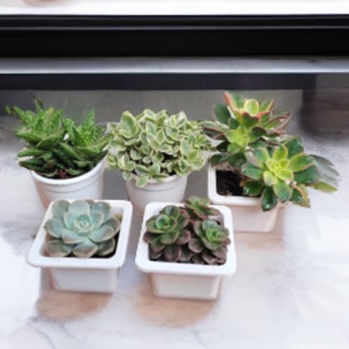 CAPPL Live Exotic Succulents Indoor Plants, Echieveria and Others, Qty: 5 Live Succulent with Plastic Pot - Image 1