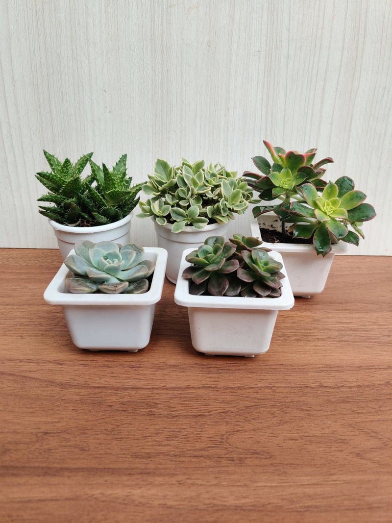 CAPPL Live Exotic Succulents Indoor Plants, Echieveria and Others, Qty: 5 Live Succulent with Plastic Pot - Image 3