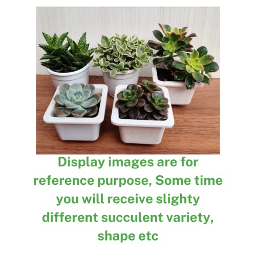 CAPPL Live Exotic Succulents Indoor Plants, Echieveria and Others, Qty: 5 Live Succulent with Plastic Pot - Image 5