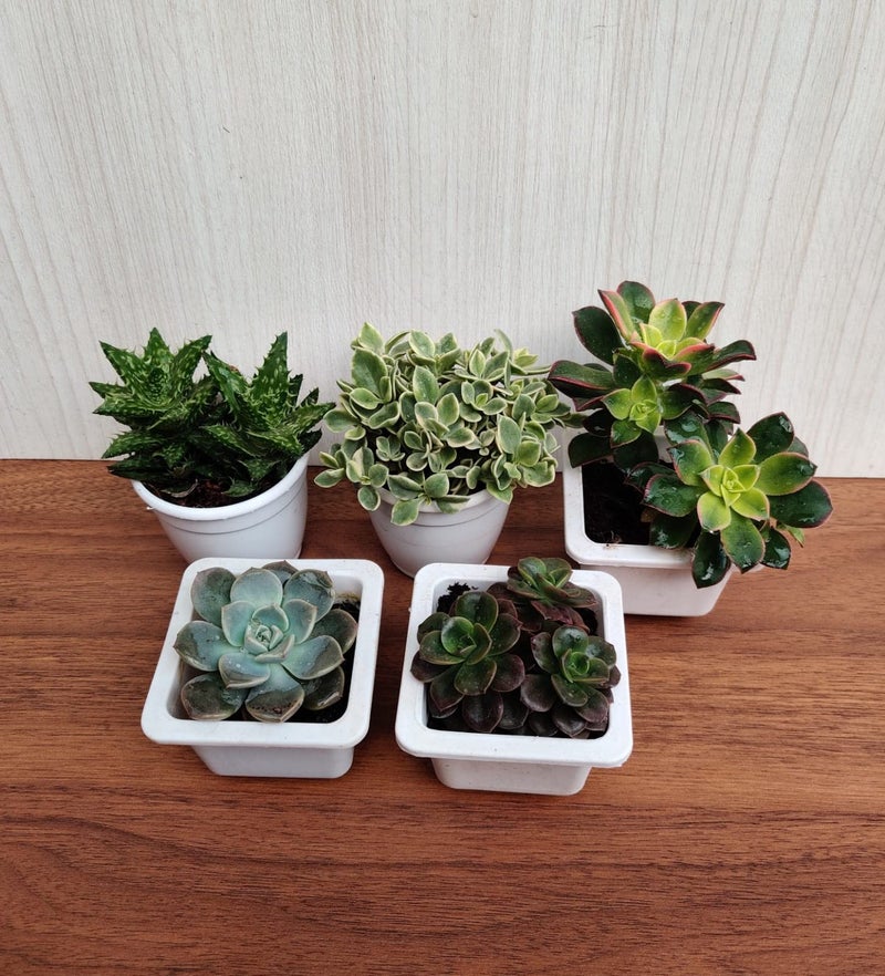CAPPL Live Exotic Succulents Indoor Plants, Echieveria and Others, Qty: 5 Live Succulent with Plastic Pot - Image 4