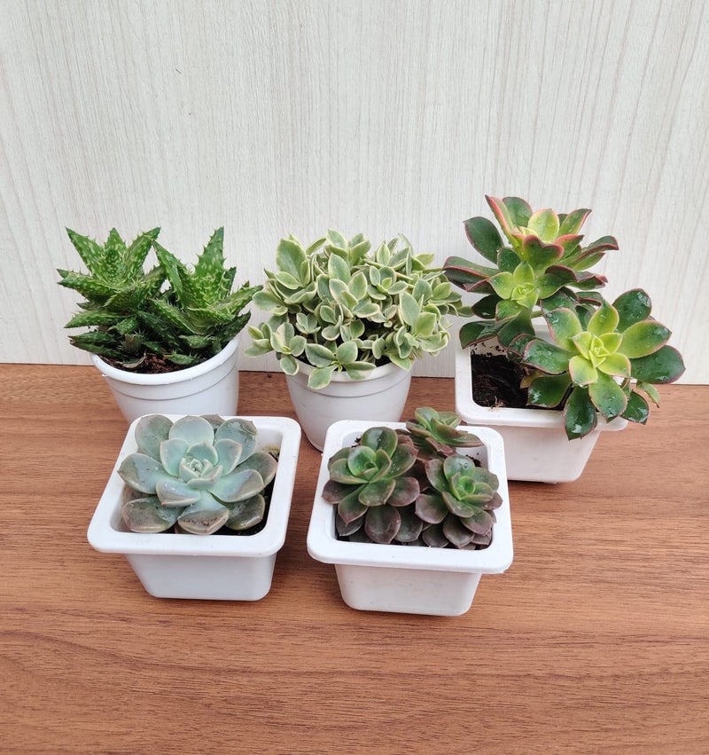 CAPPL Live Exotic Succulents Indoor Plants, Echieveria and Others, Qty: 5 Live Succulent with Plastic Pot - Image 2