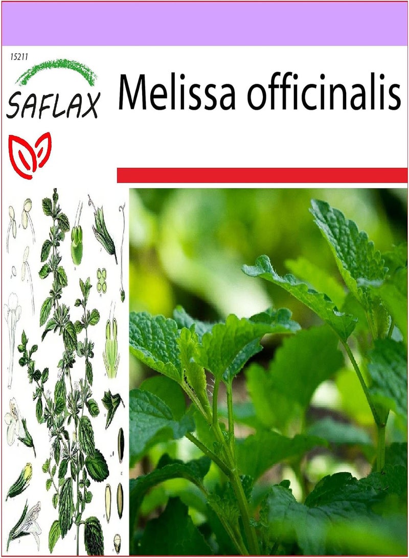 GGOOT Lemon Balm - 150 Seeds - Melissa officinalis - Image 1