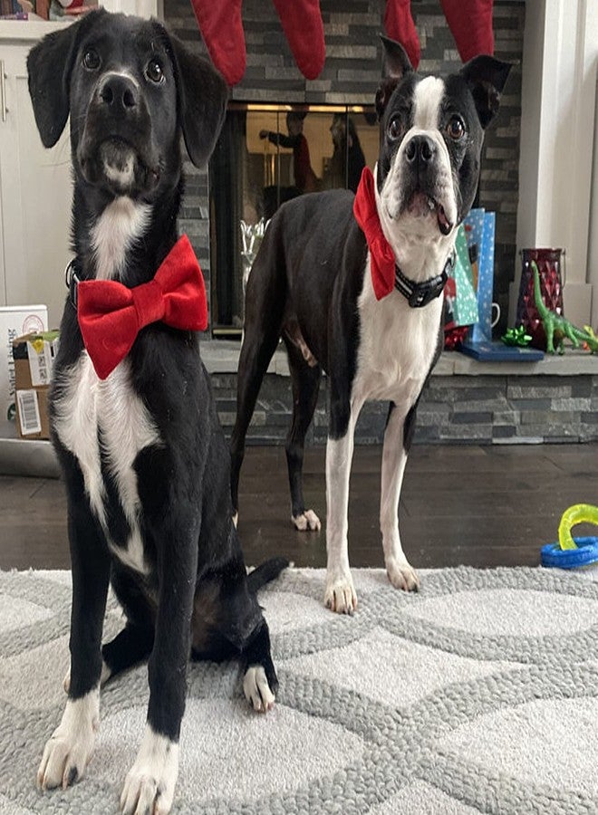 RR Design Velvet Dog Bow Tie/Dog Bow-Tie/Dog Gift With Collar Or Neck Gear (Adjustable)-Medium (Crimson Red),?10 cm,W_10 cm - Image 5