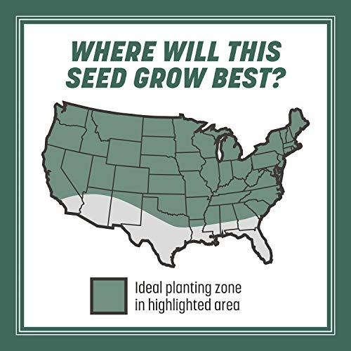 Pennington Kentucky 31 Tall Fescue Penkoted Grass Seed 3 lb - Image 4