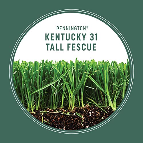 Pennington Kentucky 31 Tall Fescue Penkoted Grass Seed 3 lb - Image 3