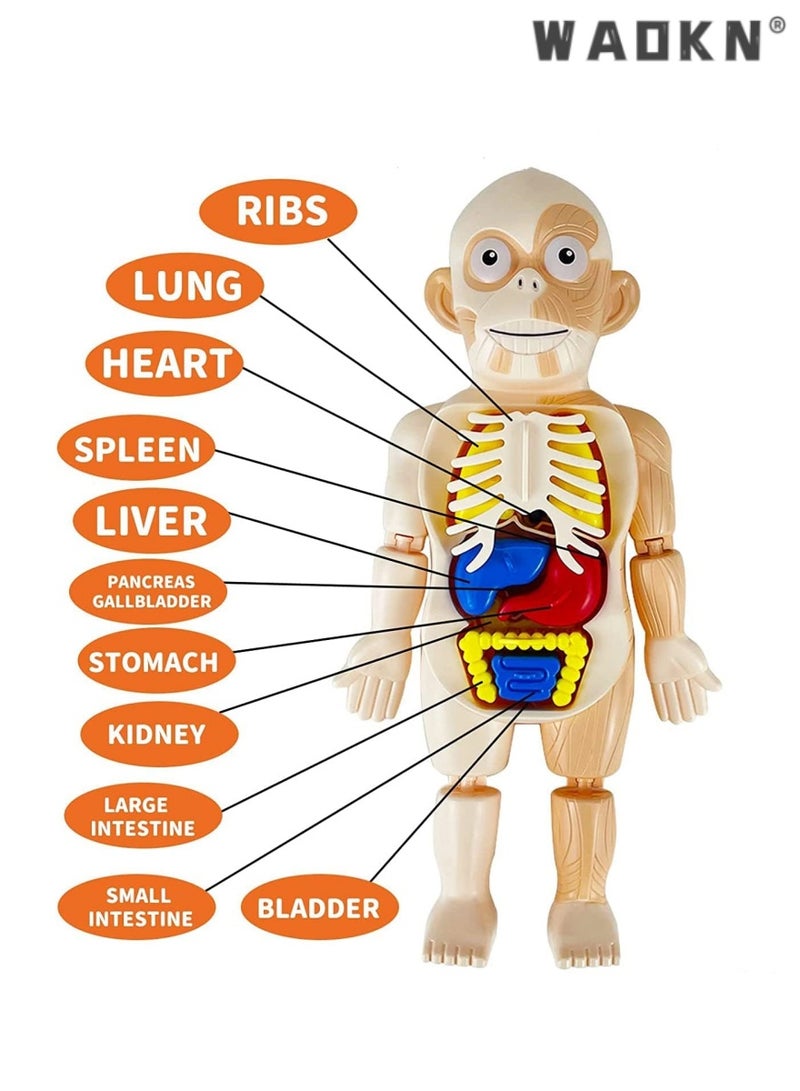 WAOKN Kids Early Educational Learning Toys Human Organs Model, 17 Pcs DIY Assembly Science Kits Toys, Interactive, Informative, for Boys Girls 3 4 5 6 7 8 Year Old Preschool Learning Toys. - Image 4