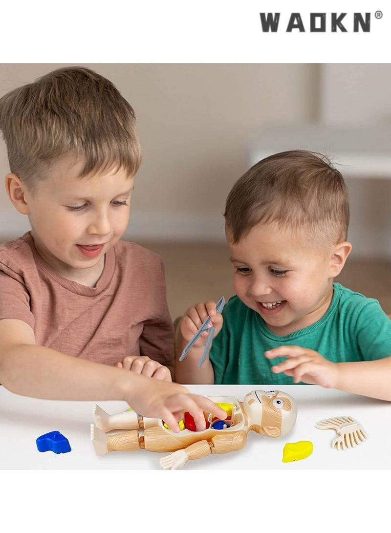 WAOKN Kids Early Educational Learning Toys Human Organs Model, 17 Pcs DIY Assembly Science Kits Toys, Interactive, Informative, for Boys Girls 3 4 5 6 7 8 Year Old Preschool Learning Toys. - Image 5