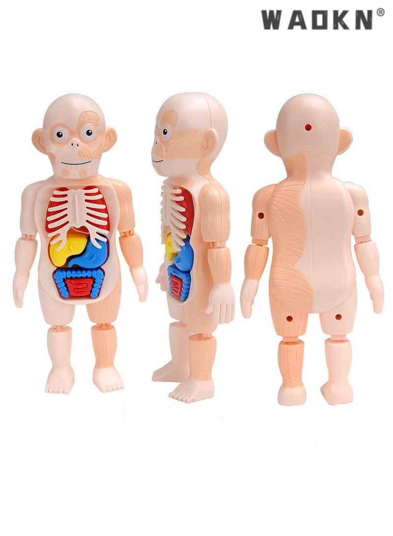 WAOKN Kids Early Educational Learning Toys Human Organs Model, 17 Pcs DIY Assembly Science Kits Toys, Interactive, Informative, for Boys Girls 3 4 5 6 7 8 Year Old Preschool Learning Toys. - Image 3