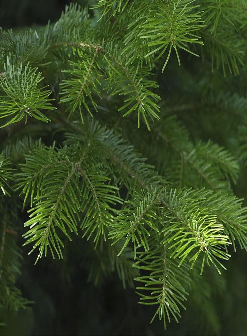 GGOOT 50Pcs Spruce seeds Suitable for Anyone Who Wants to Plant Ideal Garden Material for Landscaping Landscape Design with Unique Greening Environment Effect - Image 2