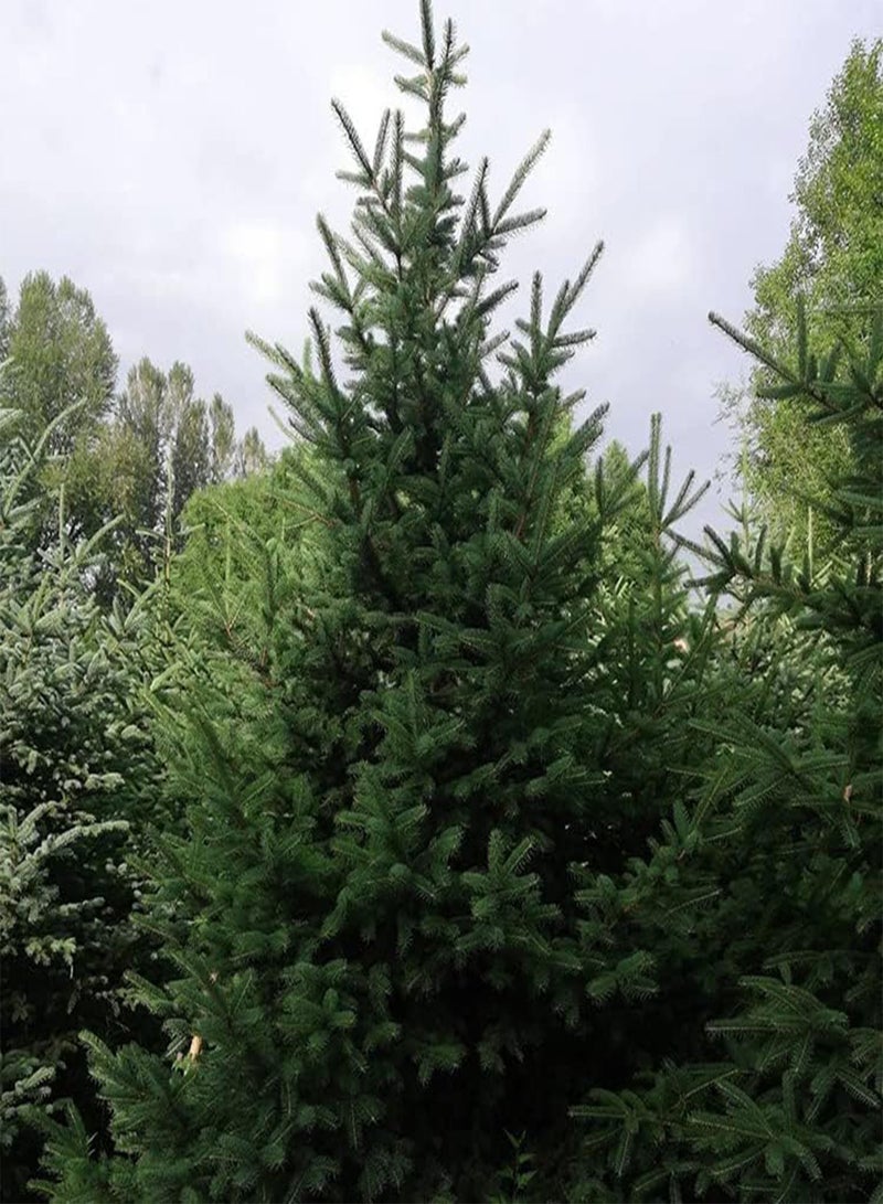 GGOOT 50Pcs Spruce seeds Suitable for Anyone Who Wants to Plant Ideal Garden Material for Landscaping Landscape Design with Unique Greening Environment Effect - Image 1