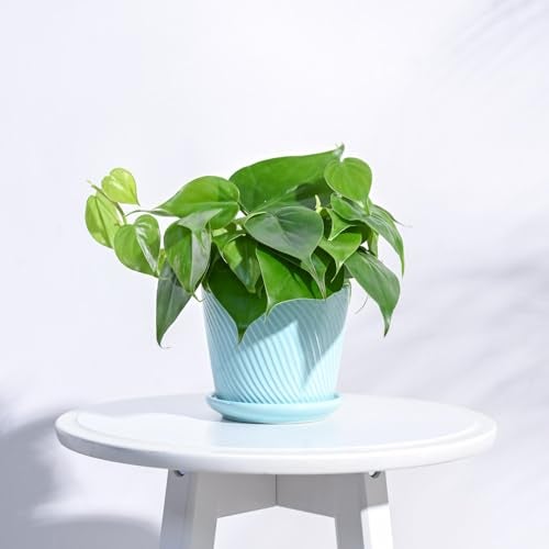 UGAOO Spiro Ceramic Pot for Indoor Plants (4 Inch, Cadet Blue) - Image 1