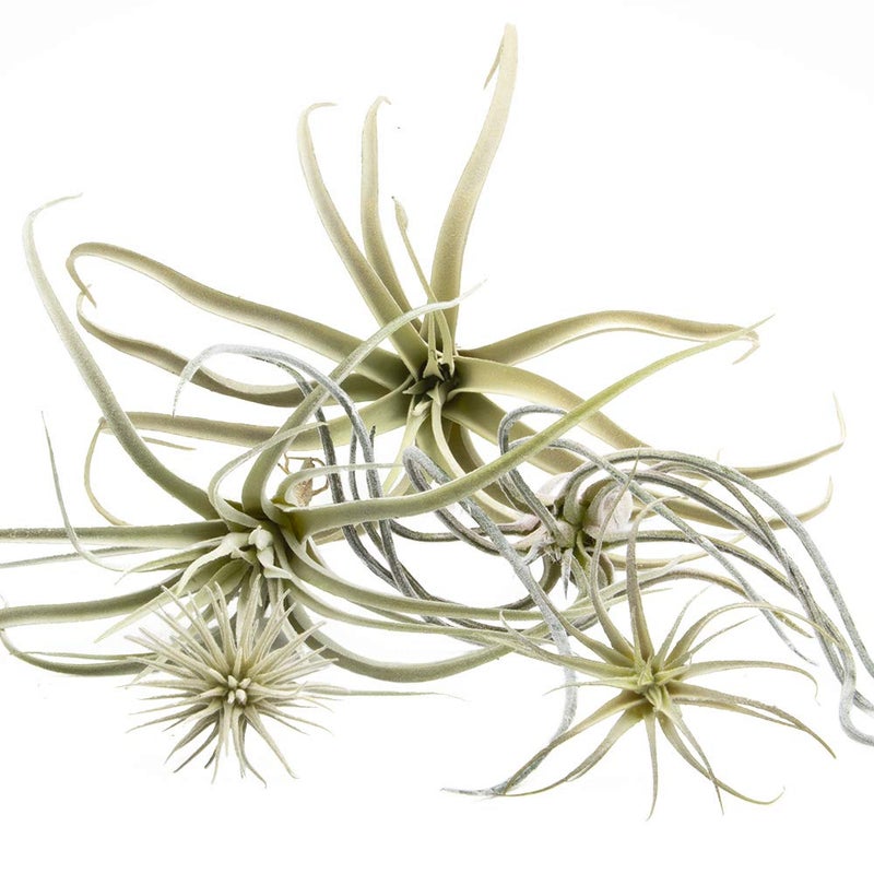 CHIVE Artificial Air Plants â€” Bulk Set of 5, Large â€” Ultra Realistic Fake Tillandsia Bromeliad Plants â€” Decorative Faux Succulents for Home & Office Decor â€” No Care Needed! - Image 1