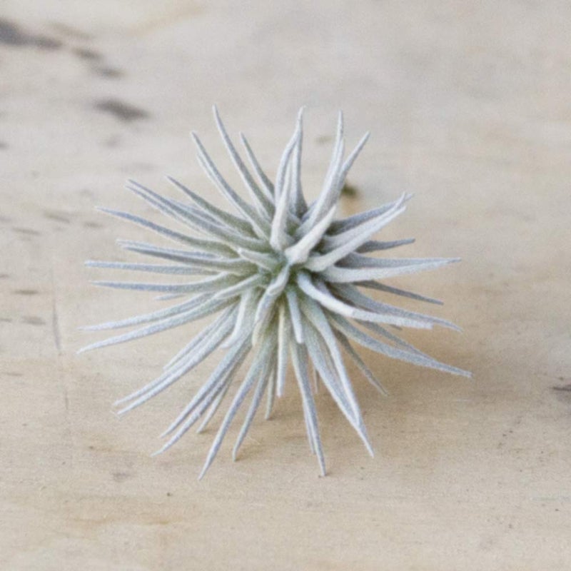 CHIVE Artificial Air Plants â€” Bulk Set of 5, Large â€” Ultra Realistic Fake Tillandsia Bromeliad Plants â€” Decorative Faux Succulents for Home & Office Decor â€” No Care Needed! - Image 3