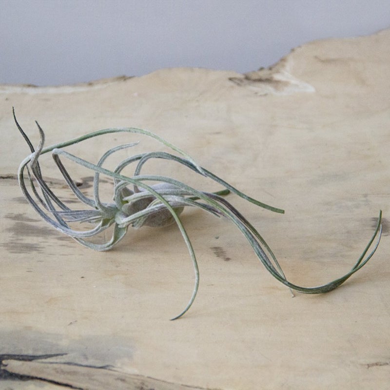 CHIVE Artificial Air Plants â€” Bulk Set of 5, Large â€” Ultra Realistic Fake Tillandsia Bromeliad Plants â€” Decorative Faux Succulents for Home & Office Decor â€” No Care Needed! - Image 5