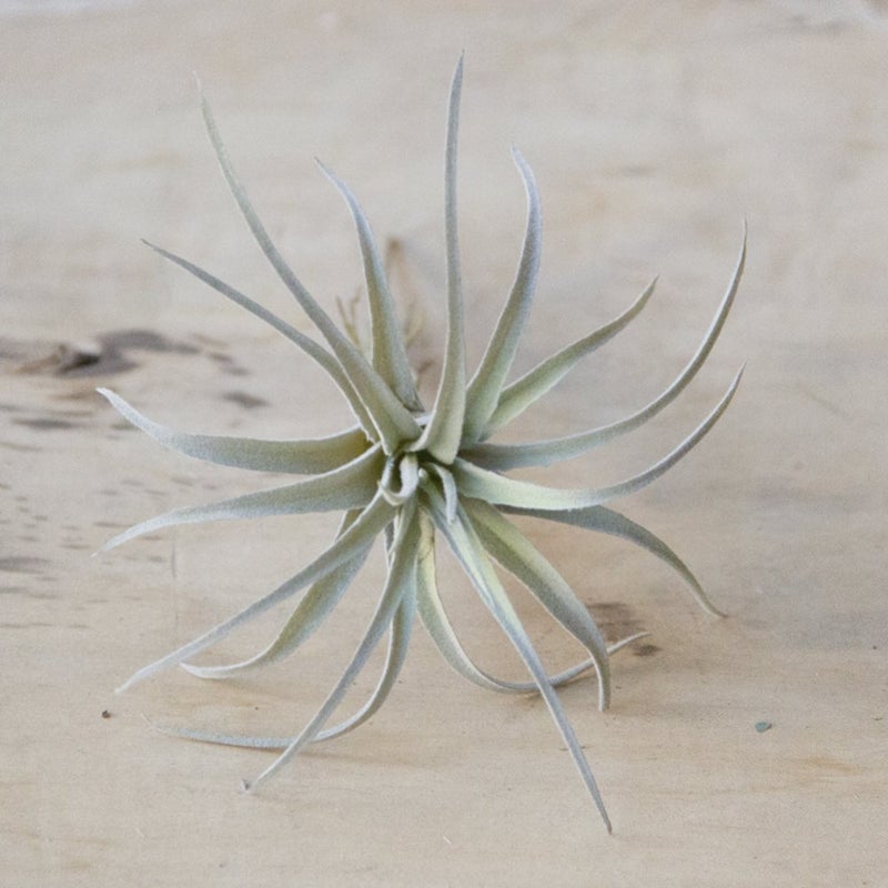 CHIVE Artificial Air Plants â€” Bulk Set of 5, Large â€” Ultra Realistic Fake Tillandsia Bromeliad Plants â€” Decorative Faux Succulents for Home & Office Decor â€” No Care Needed! - Image 4