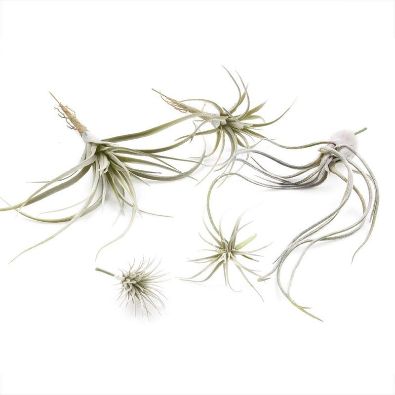 CHIVE Artificial Air Plants â€” Bulk Set of 5, Large â€” Ultra Realistic Fake Tillandsia Bromeliad Plants â€” Decorative Faux Succulents for Home & Office Decor â€” No Care Needed! - Image 2