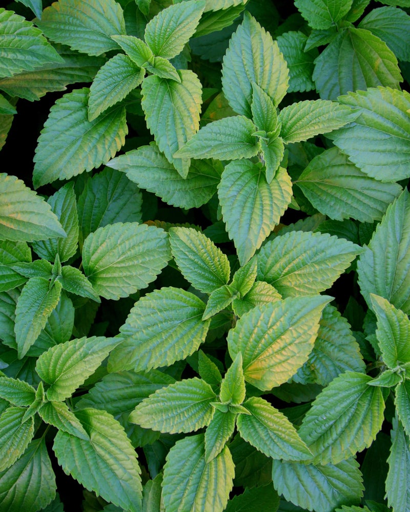 Herb Pharm Breath Refresher Certified Organic Herbal Fresh Breath Spray, Peppermint - Image 3