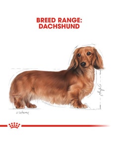 Breed Health Nutrition Dachshund Adult Wet Food Pouches - pzsku/Z82A11B1C6F8C3E5624BDZ/45/_/1711366091/157c5231-1c1b-486f-9690-f903d743b2f2